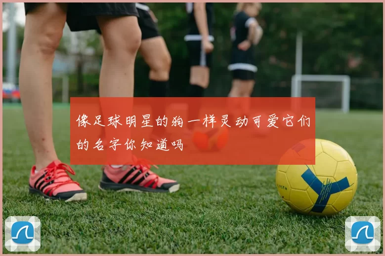 像足球明星的狗一样灵动可爱它们的名字你知道吗