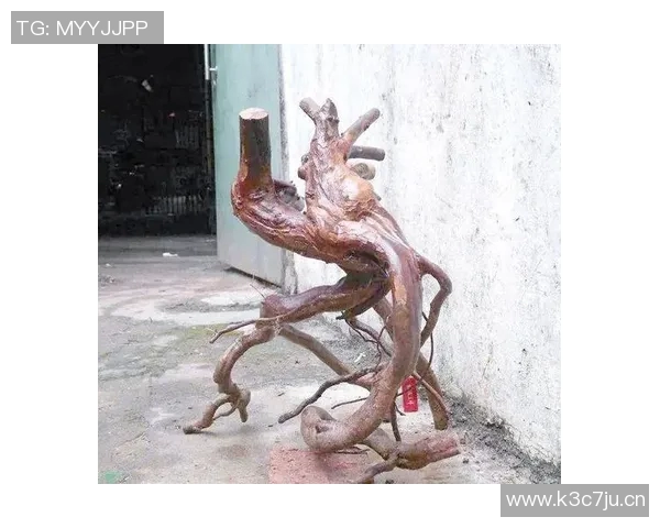 杨静独家分享篮球心得与技巧助你提升球技的全面指南